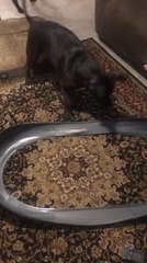 Dog Can't Stop Watching Toy Car Racing