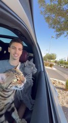 Cats Chirp At Birds During Car Ride