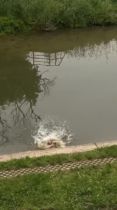 Man Slips Into Water While Walking Down Steep Slope