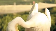 Os animais mais fofos do mundo N•309