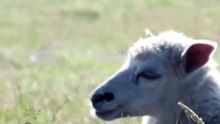 Os animais mais fofos do mundo N•310
