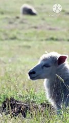 Os animais mais fofos do mundo N•310