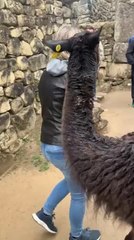 Llama Follows Woman Trying to Snatch Packet of Cookies