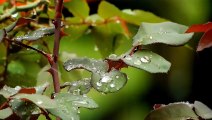 Natural video rain weather
