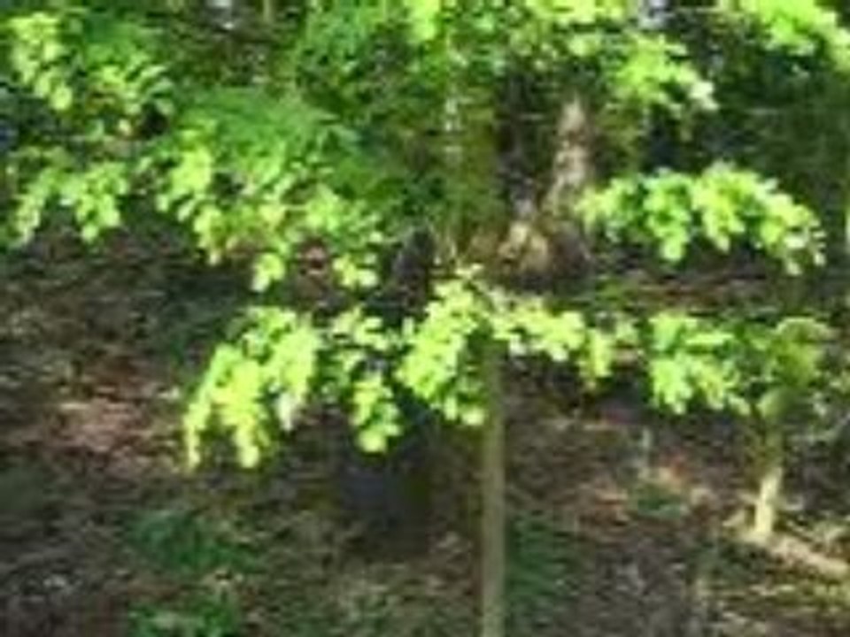 horny tree