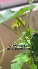 Bitter melon of Tuesday