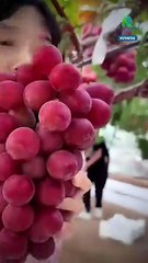 ¿Por qué las Ruby Roman son las uvas más caras del mundo?