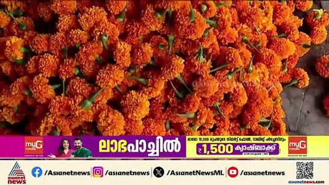 പൂവിന് പൊന്നുംവില! ഓണം കളറാക്കാൻ ശീലയംപെട്ടിയിലെ വിപണി സജീവം