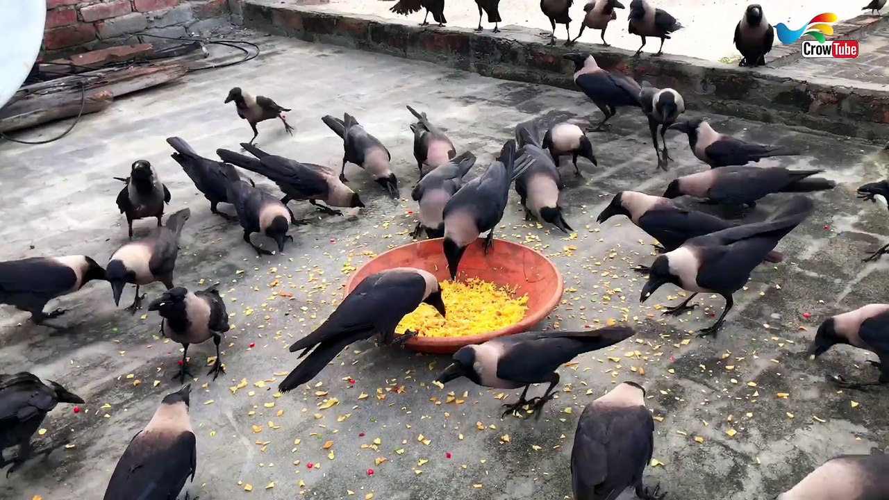 Huge Large Numbers Of Crows Attack On The Morning foods, Crow Food Time, Crow Call For Food,