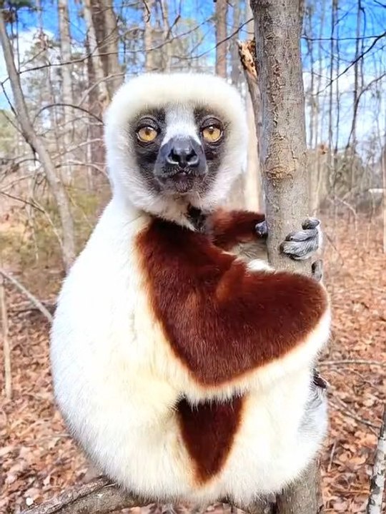 Coquerel's Sifaka Lemur: Beauty and Uniqueness in the Forests of Madagascar! ✨ #SifakaLemur