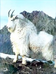 Mountain Goat: Resilience and Beauty in the Alpine Heights! ✨ #MountainGoat #AlpineHeights