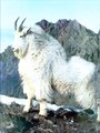 Mountain Goat: Resilience and Beauty in the Alpine Heights! ✨ #MountainGoat #AlpineHeights