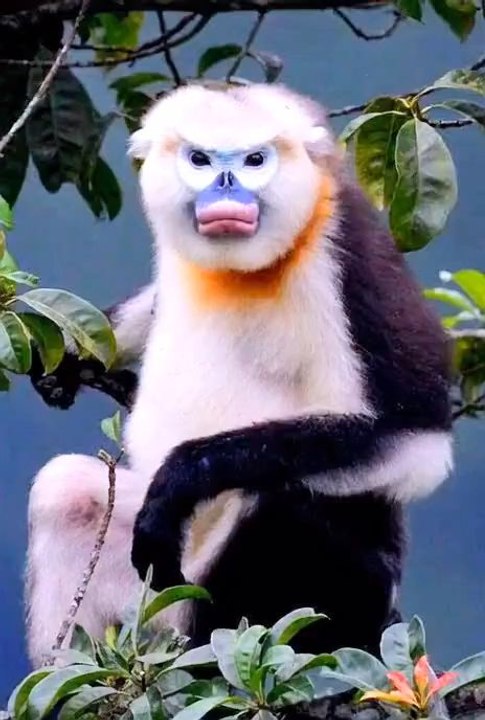 Tonkin Snub-Nosed Monkey: Beauty and Uniqueness in the Forests of Vietnam!
