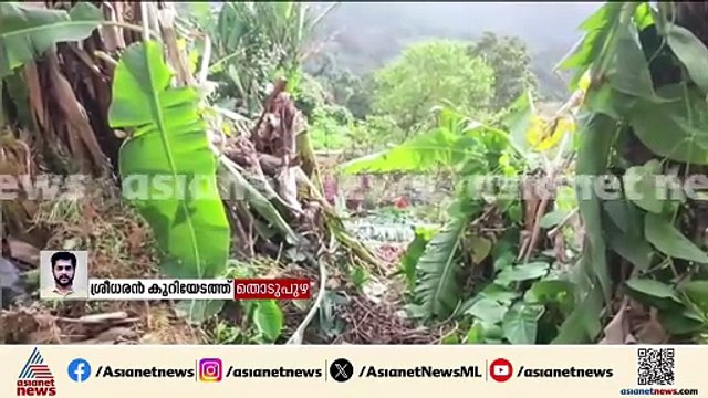 കാന്തല്ലൂരിൽ കാട്ടാന ആക്രമണം; വ്യാപകമായി കൃഷി നശിപ്പിച്ചു