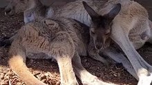 Kangaroo diaries only in Australia 🇦🇺
