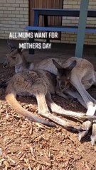 Kangaroo diaries only in Australia 🇦🇺