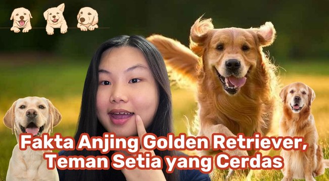 Golden Retriever, Anjing Emas yang Jadi Sahabat Setia Manusia-Serius Ini Hewan?
