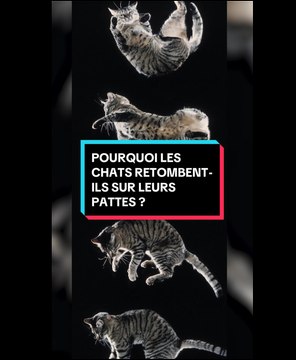 Les chats retombent sur leurs pattes