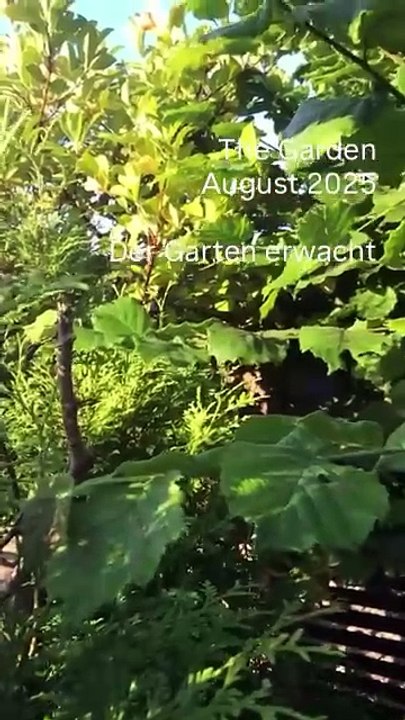 The Garden August 2025 - Der Garten erwacht