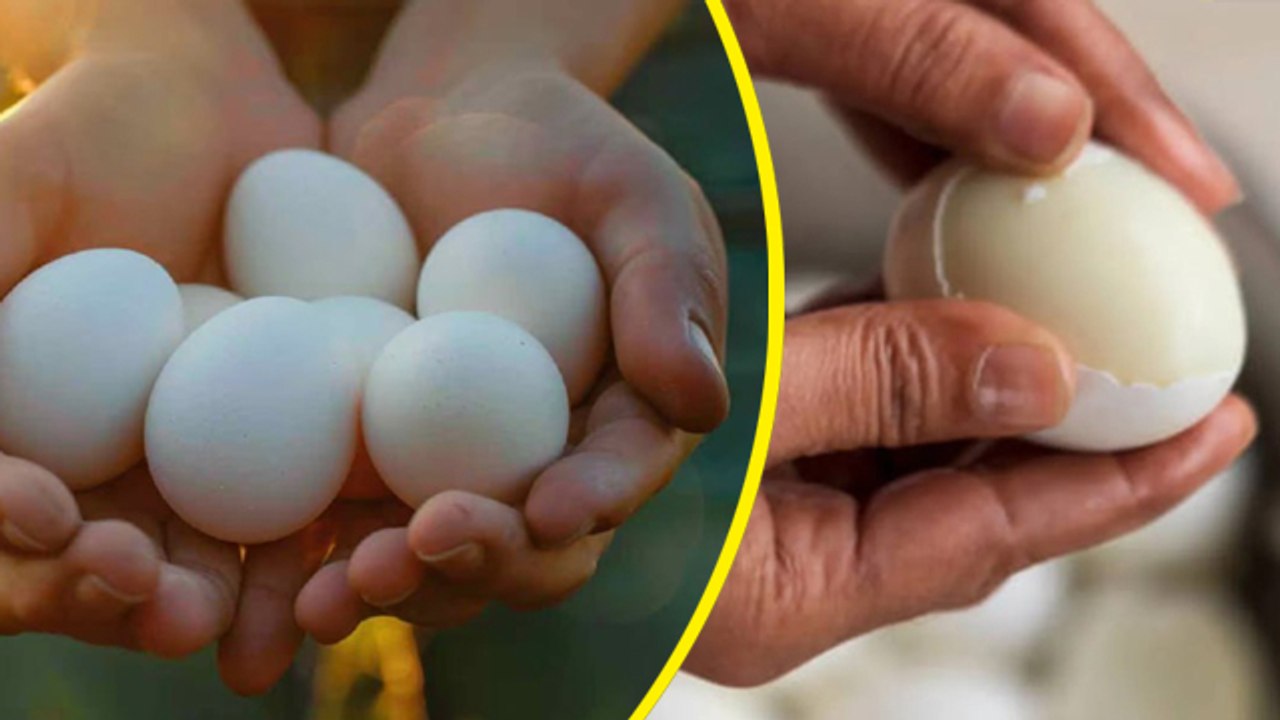Fake Egg Vs Real Egg: Asli Aur Nkli Ande Ki Pehchan Kaise Kre,असली और नकली अंडे की पहचान | Boldsky