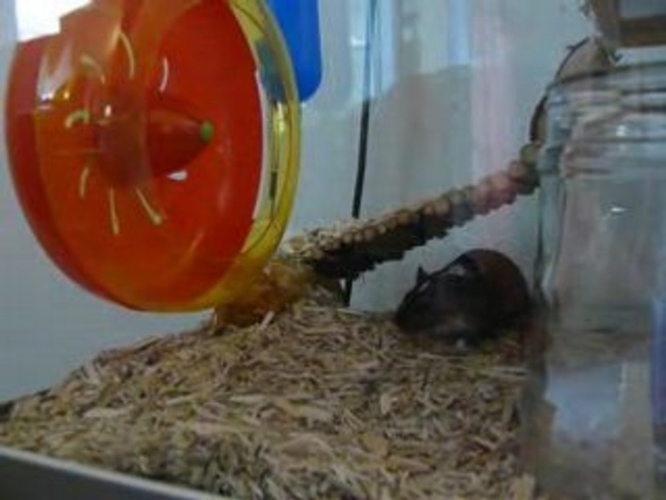 Cohabitation Gerbilles - Roue