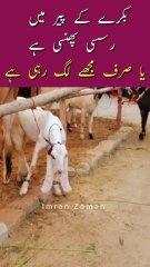 BAKRY ki RASSI Bandhi hy Ya PHASS Gai😲