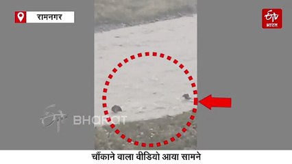 विशाल हाथियों को बहा ले गई कोसी नदी, ग्रामीणों ने बनाया वीडियो, जानें फिर क्या हुआ