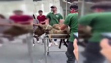 Şaka değil gerçek! Gerçekten de MR cihazında ayı var!