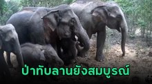 ความสุขของโขลงช้างป่า รวมตัวกันกินโป่งธรรมชาติ ในอุทยานแห่งชาติทับลาน