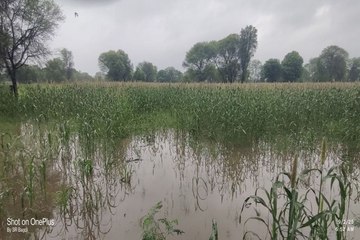 अतिवृष्टि से खेतों में भरे पानी से फसल बर्बाद