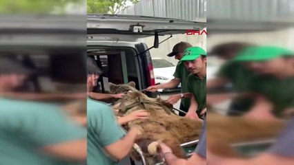 Meyve fazla gelince hastanelik oldu: 300 kiloluk ayı Okan MR’dan geçti