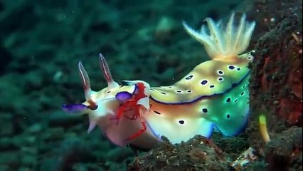 Breathe! - Full Movie - Tim Abell, Christopher Murray, Mick Murray