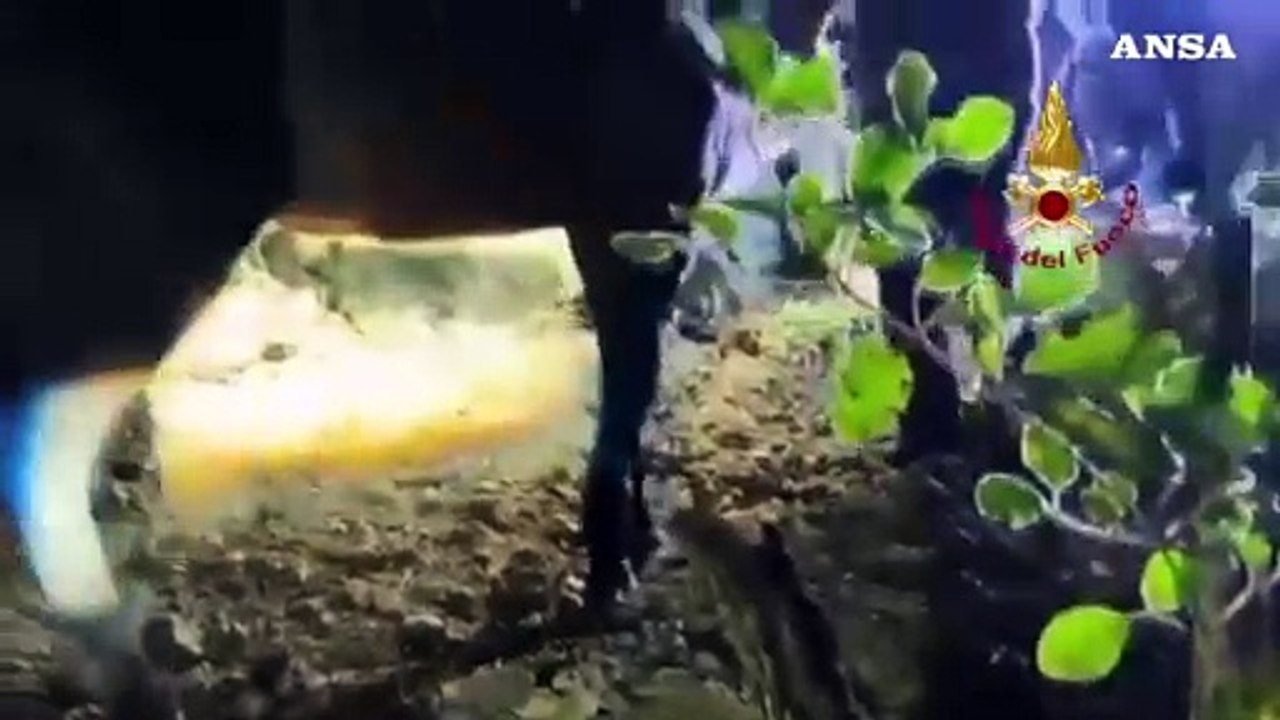 Due cavalli bloccati in un burrone nell'Ascolano, salvati