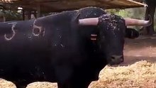 toros villacarrillo