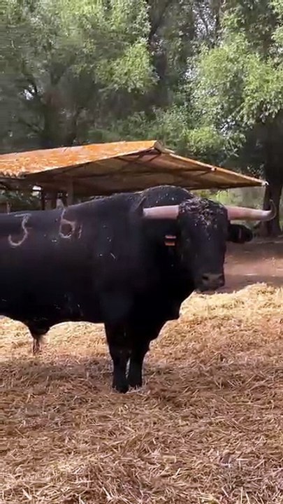 toros villacarrillo