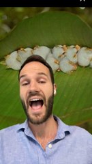 Une CHAUVE-SOURIS pas comme LES AUTRES !