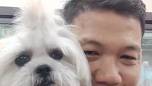 🔴 CUTIE PICKLES FIRST VIDEO RUN WITH LEASH #shihtzu