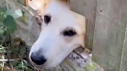 Derbyshire dog poking head through hole