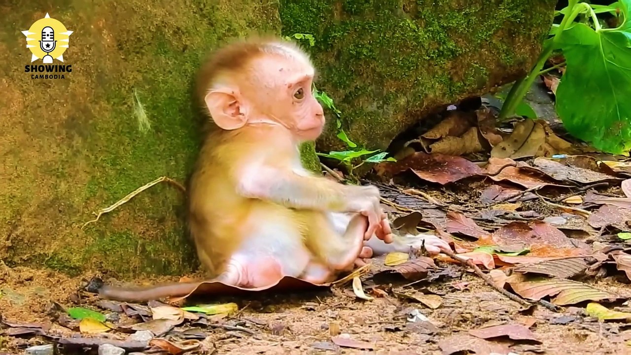 Best S-adly Mom Was B-eating Baby LEO H-ardly Even Baby LEO Try To E-scape For H-elp From Other Mom - 02