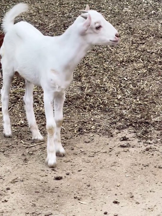 Pets Life #petslife #Viral #Funny #beauty