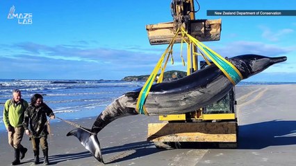 Is This the World’s Rarest Whale? See it to Believe It