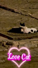 Two Cute Kittens Playing Together with Love 🐾💖