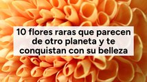 10 flores raras que parecen de otro planeta y te conquistan con su belleza