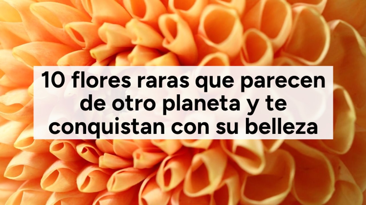 10 flores raras que parecen de otro planeta y te conquistan con su belleza
