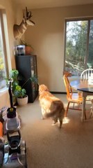 Dog Barks at Betta Tank and Sits to Observe It Patiently