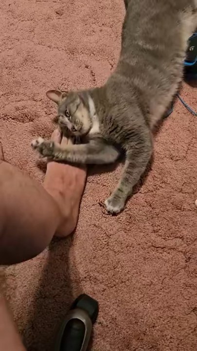 Random cat.. just let him in for a lil bit..
