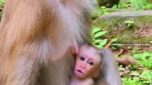 Cute baby monkey 6