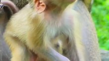 Cute baby monkey 3