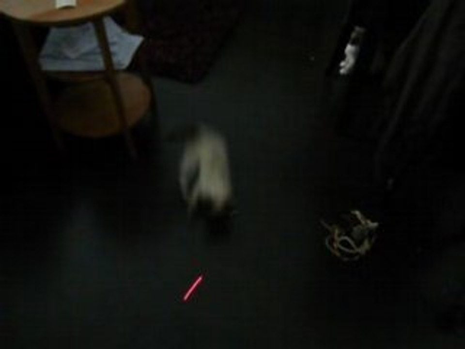 Comment faire courir un chaton ?