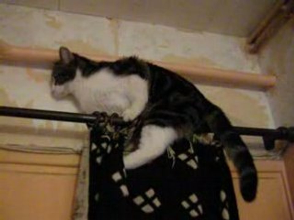 Loustic le chat - Chute !